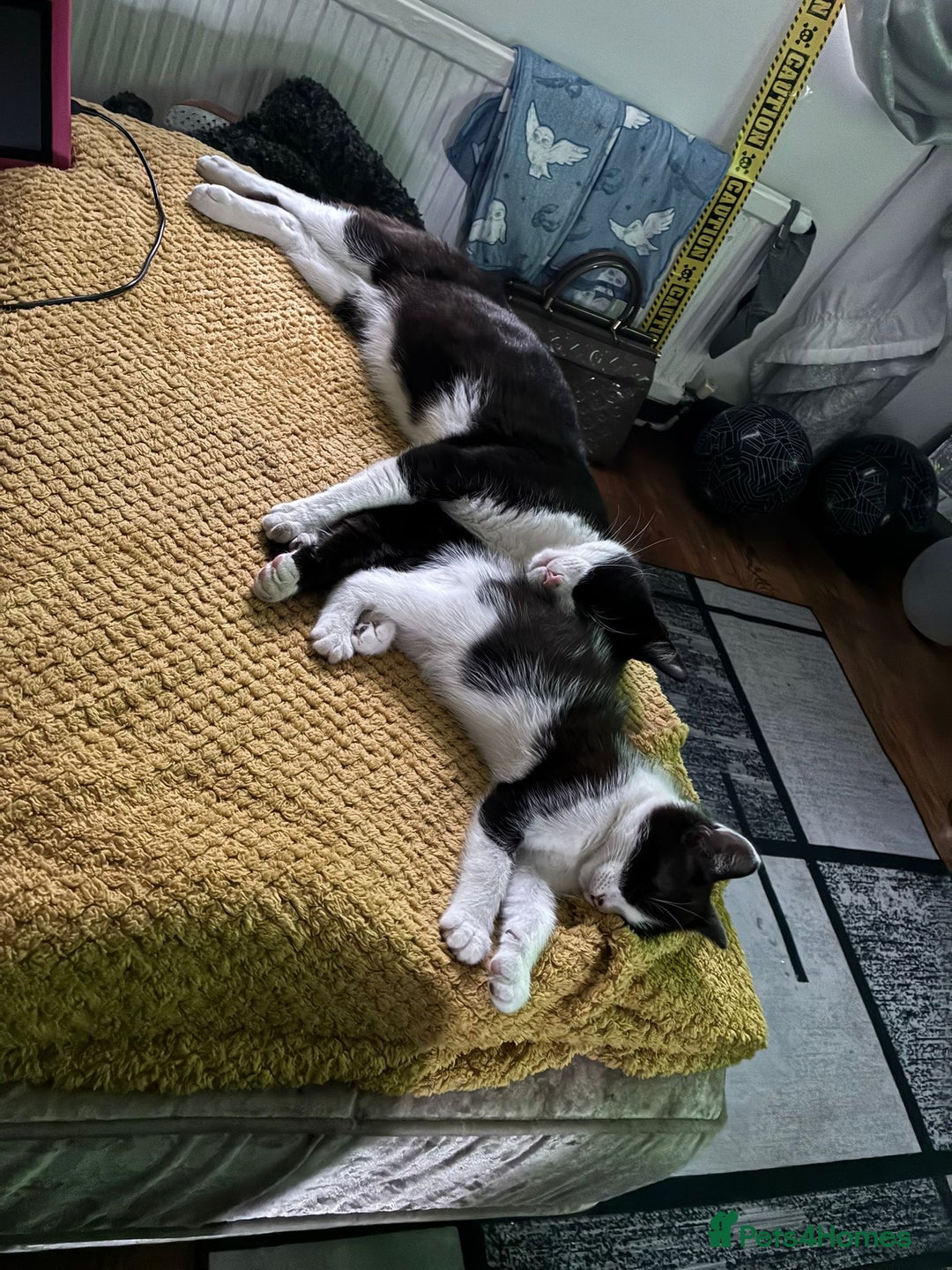 Mixed Breed cats for sale: Lil girl looking for her forever home - Image 5