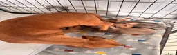 Miniature Dachshund dogs for sale: Miniature long and smooth dachshund pups in Castleford - Advert 15