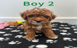 Toy Poodle dogs for sale: Adorable Playful Toy Poodles - 3 Boys Left - Image 7
