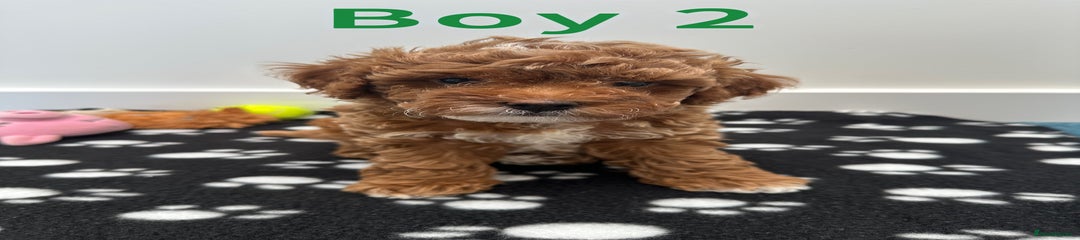 Toy Poodle Puppy - Boy 2