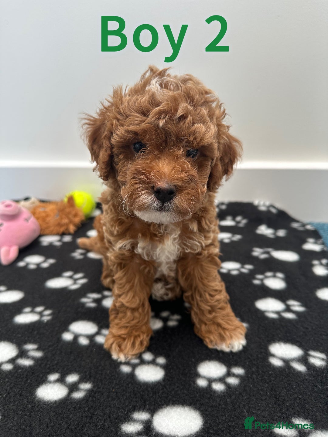 Toy Poodle dogs for sale: Adorable Playful Toy Poodles - 3 Boys Left - Image 7