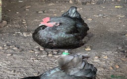 Chickens poultry for sale: 11 chickens for sale  - Image 10