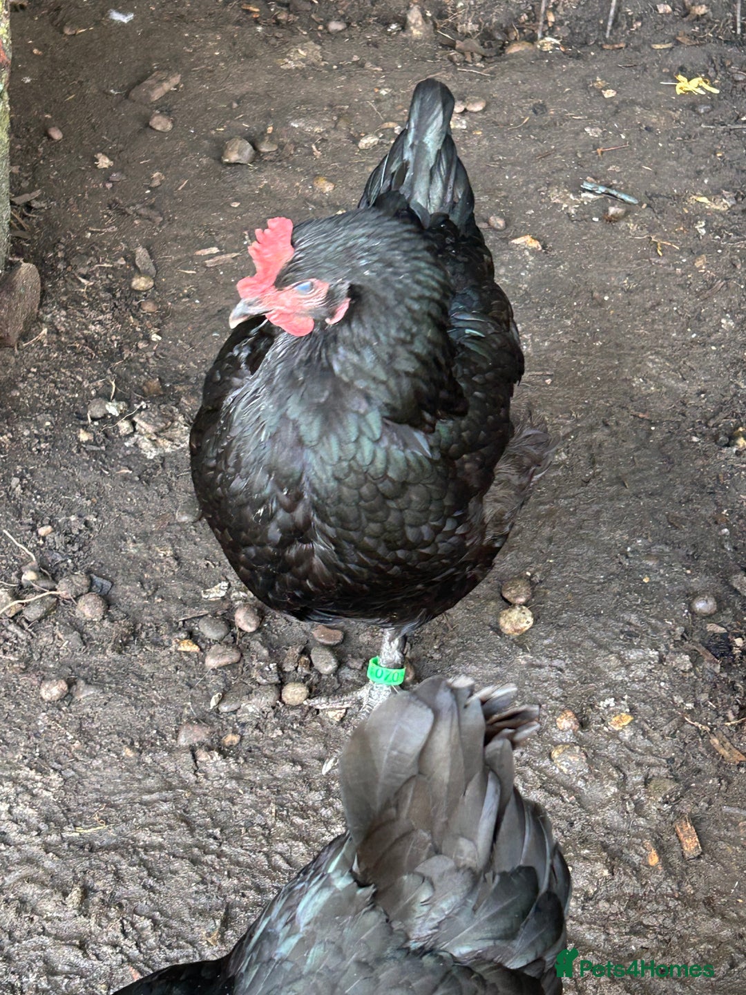 Chickens poultry for sale: 11 chickens for sale  - Image 10