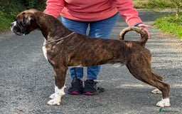 Boxer dogs for stud: Proven, heart scored zero Champion boxer dog  - Image 1