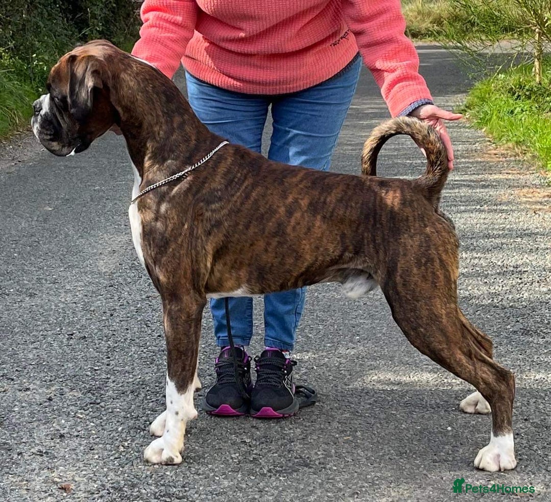 Boxer dogs for stud: Proven, heart scored zero Champion boxer dog  - Image 1