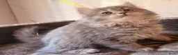 British Longhair cats for sale: Top quality BLH kittens new lines! in Rushden - Advert 3