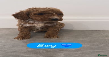 Cockapoo dogs - Advert 16