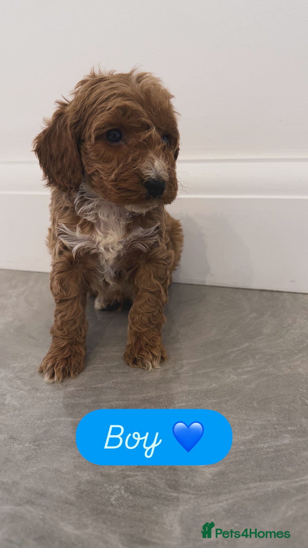 Cockapoo dogs for sale: Cockapoo puppies looking for homes 🏠  - Image 3