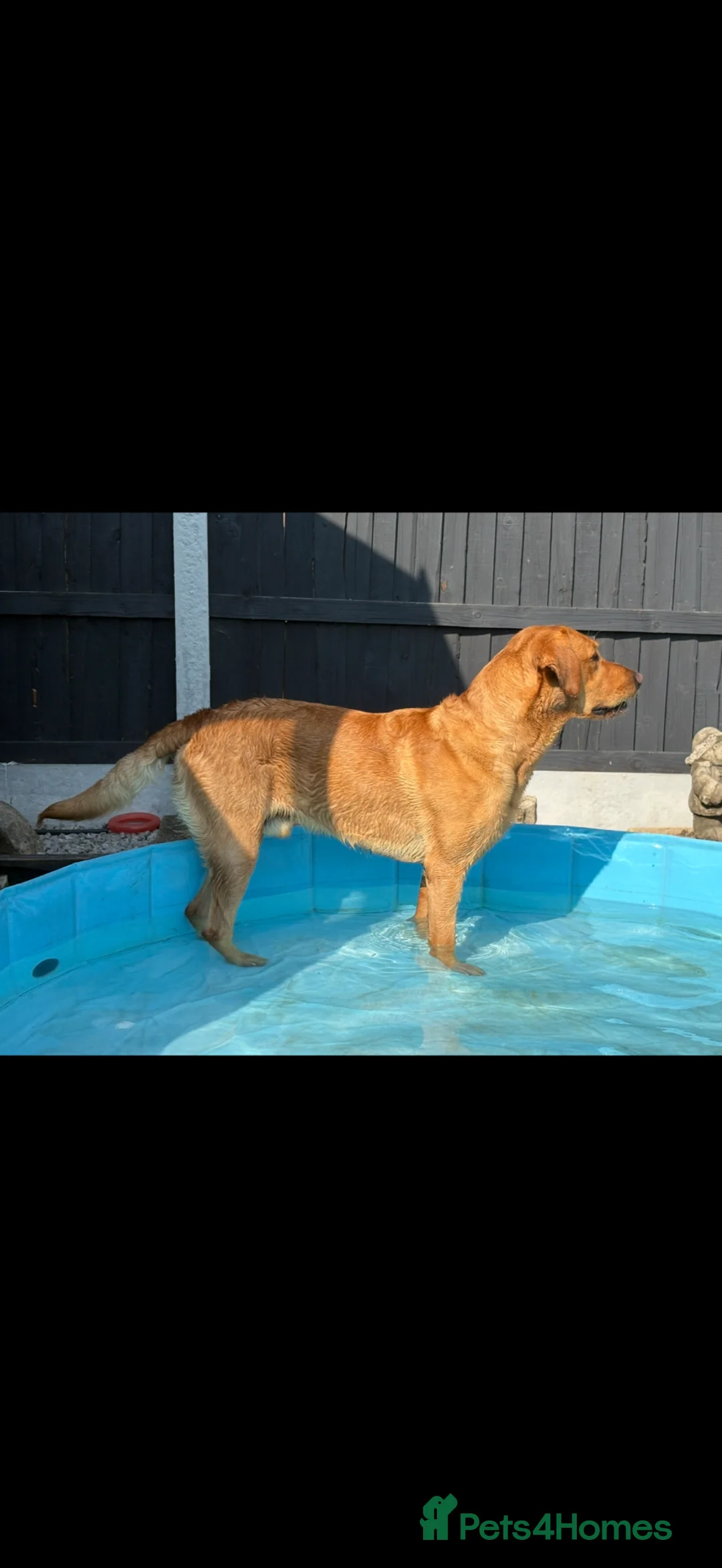 Labrador Retriever dogs for stud: Red fox Labrador for stud  - Advert 2