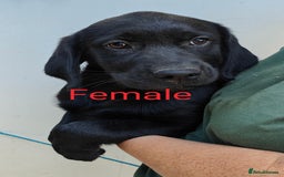 Goldador dogs for sale: Lovely Goldendor / Goldador Puppies - Image 2