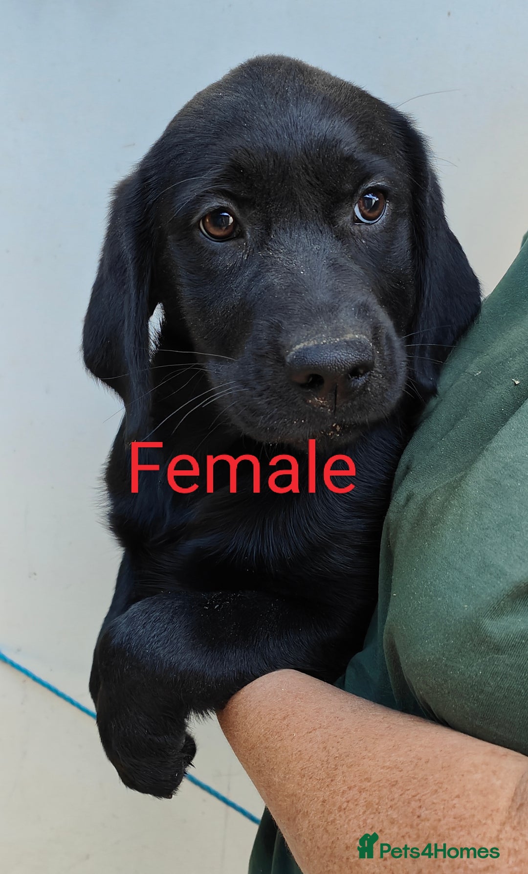 Goldador dogs for sale: Lovely Goldendor / Goldador Puppies - Image 2