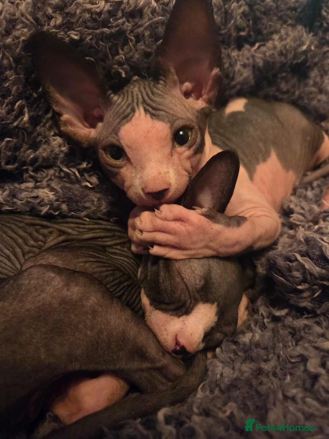 Sphynx cats for sale: 2 Beautiful cheeky Sphyn **   in Stockport - Advert 7