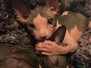 Sphynx cats Last little boy - Advert 9