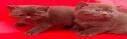 British Shorthair cats for sale: Chocolate/Cinnamon British Shorthair  - Advert 4