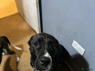 Mixed Breed dogs for sale: Two beautiful pups - Advert 1