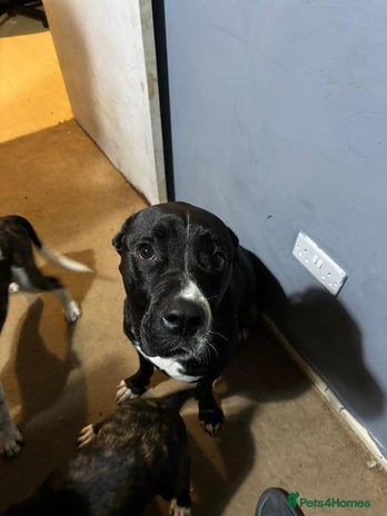 Mixed Breed dogs Two beautiful pups - Advert 1