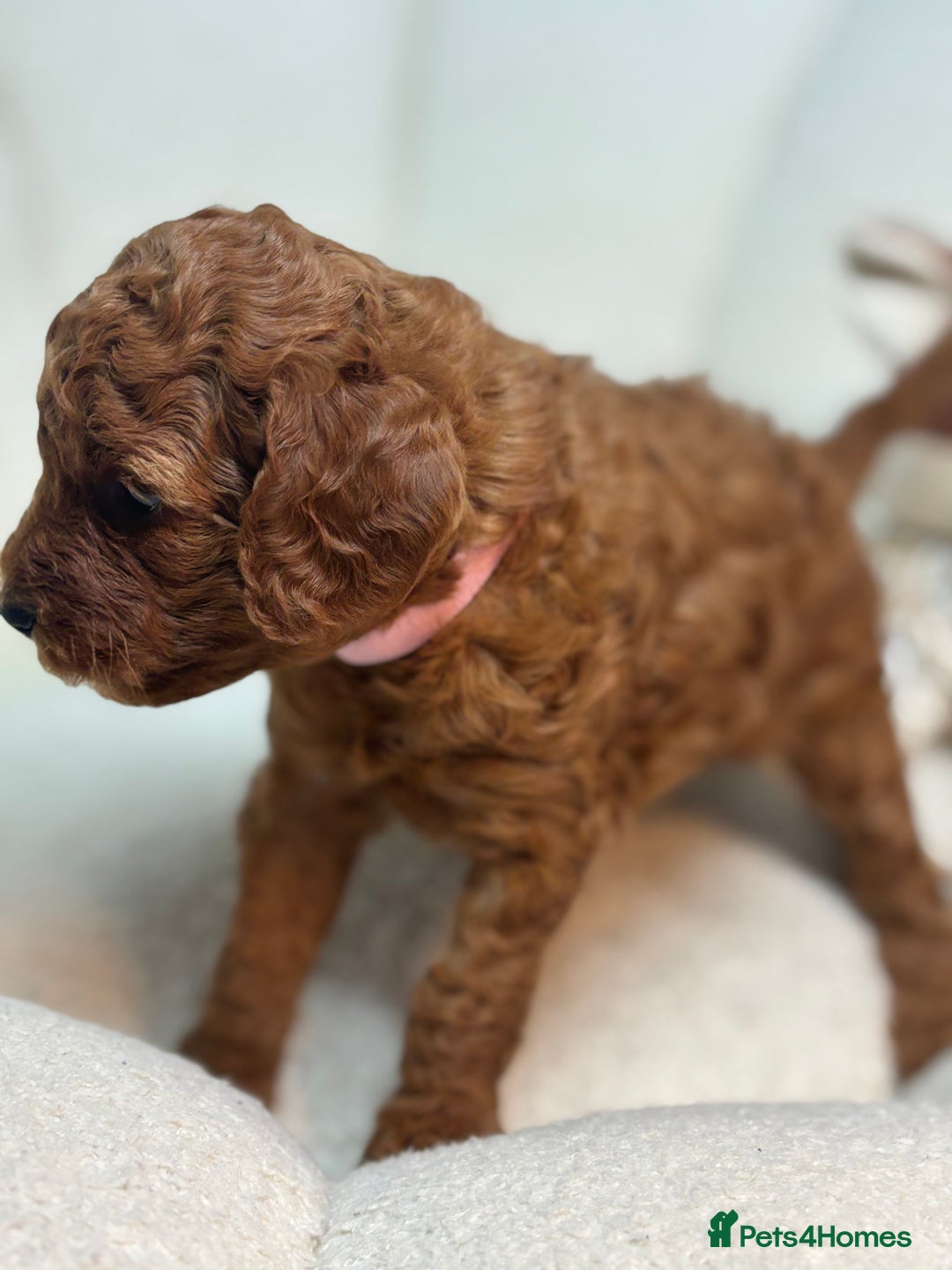 Goldendoodle dogs for sale: Red MINI Goldendoodle Puppies Hypoallergenic & DNA - Advert 20