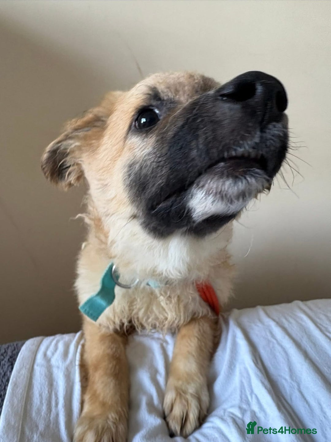 Mixed Breed dogs for adoption: Finn - Norwich Norfolk  - Advert 2