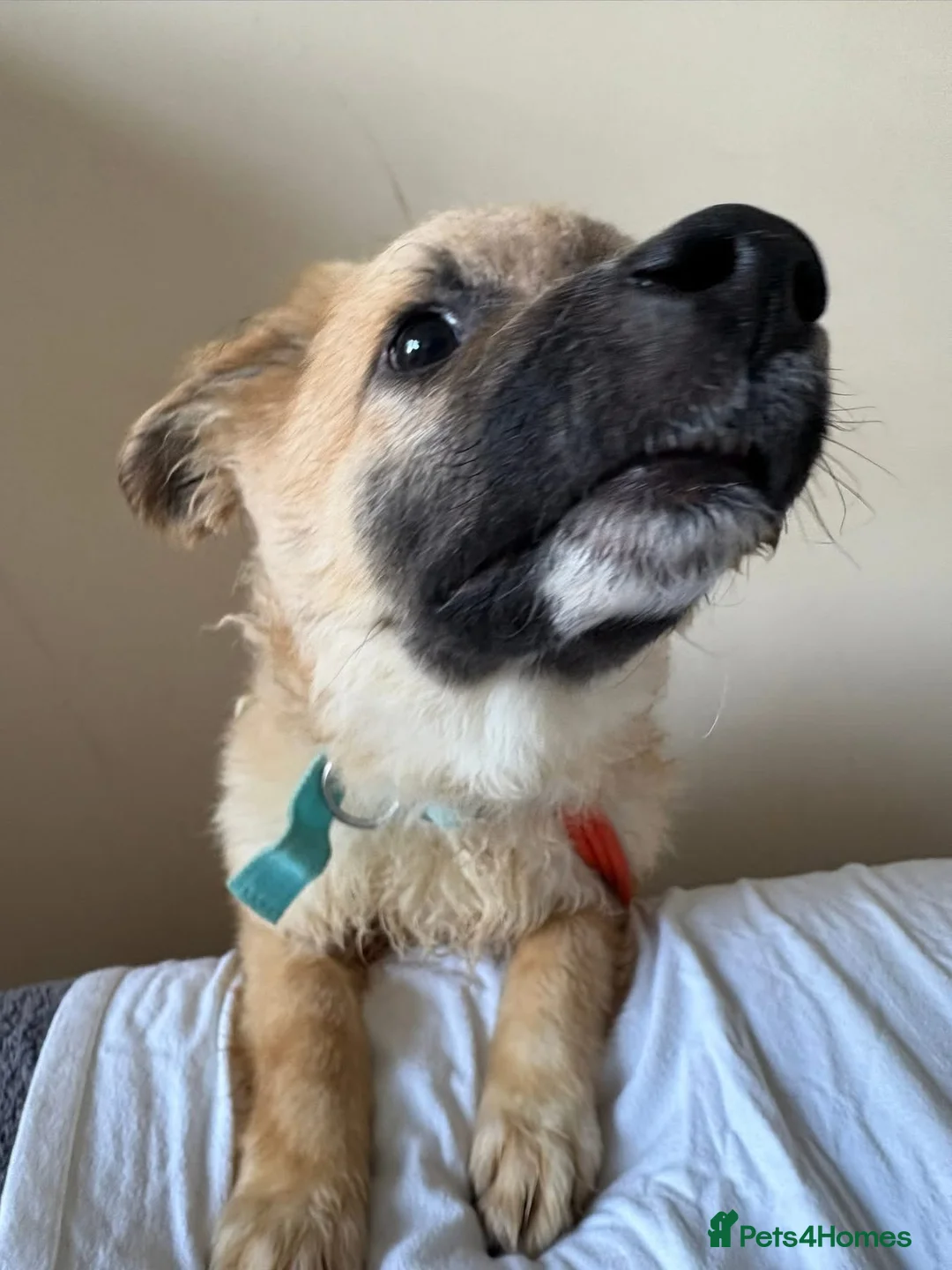 Mixed Breed dogs for adoption: Finn - Norwich Norfolk  - Advert 2