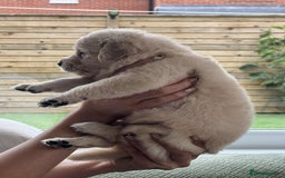 Golden Retriever dogs for sale: Golden Retriever Puppies. Health tested parents. - Image 14