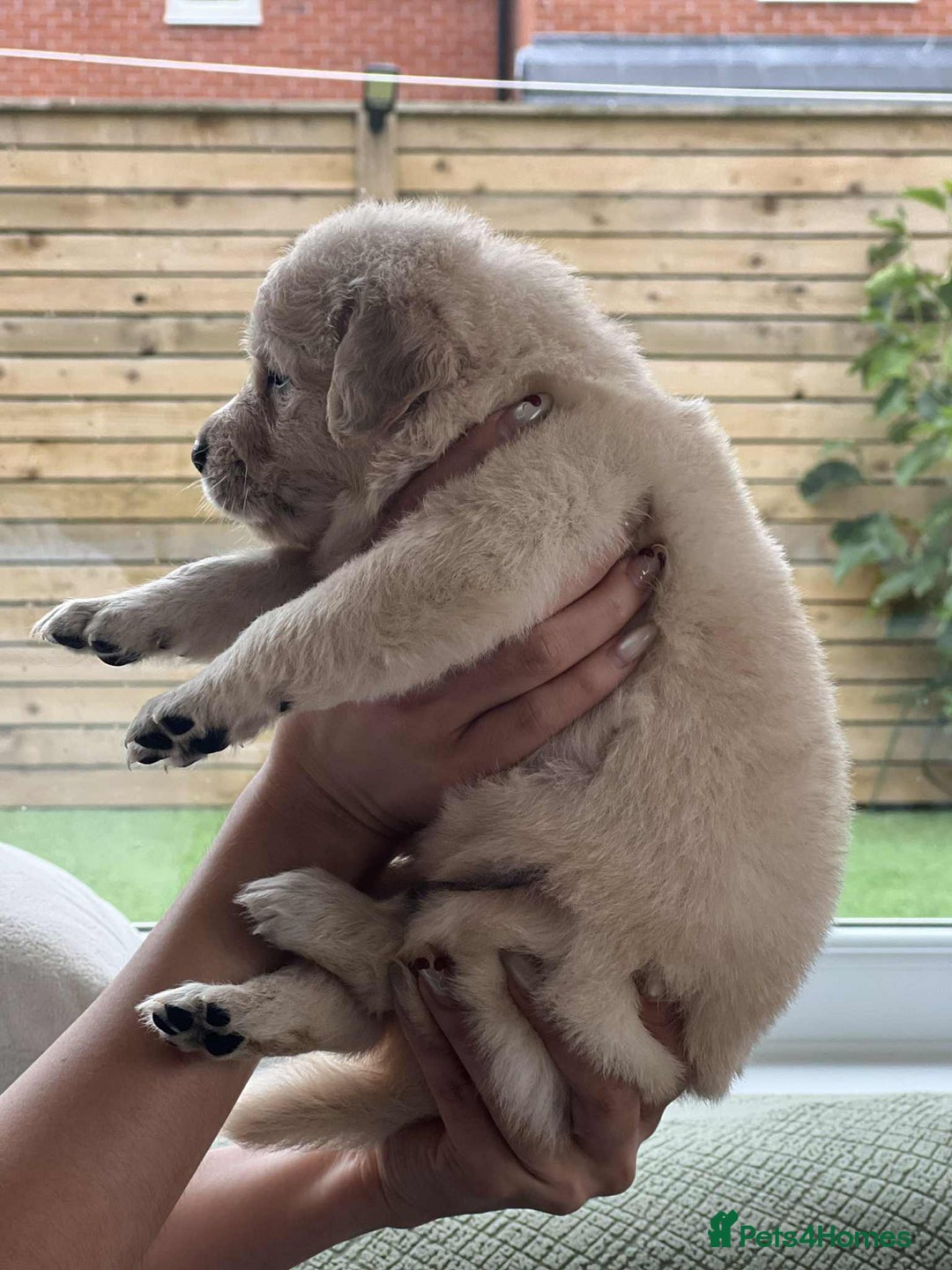 Golden Retriever dogs for sale: Golden Retriever Puppies. Health tested parents. - Image 14