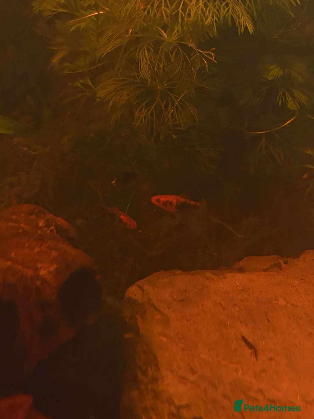 Swordtails fish for sale: Healthy Home-Bred Swordtail Juveniles in Stockport - Advert 1