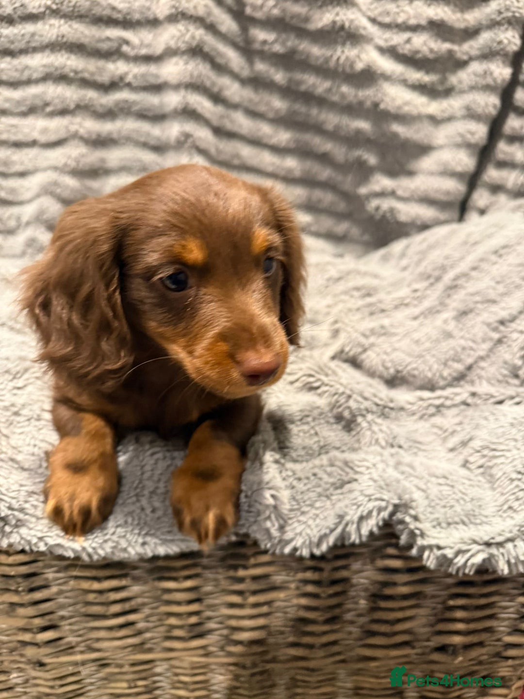 Miniature Dachshund dogs for sale: 1 Boy Remaining Ready Now last male  - Advert 6