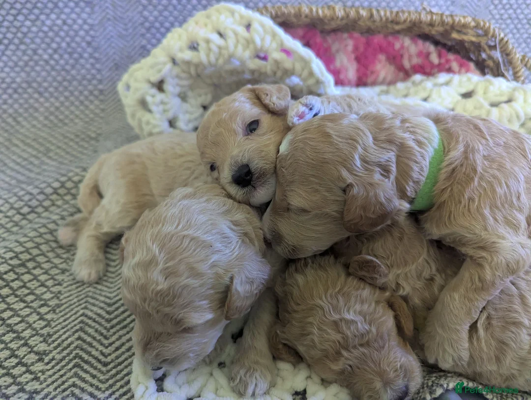 Poochon dogs for sale: F1 Poochon Puppies - Advert 1