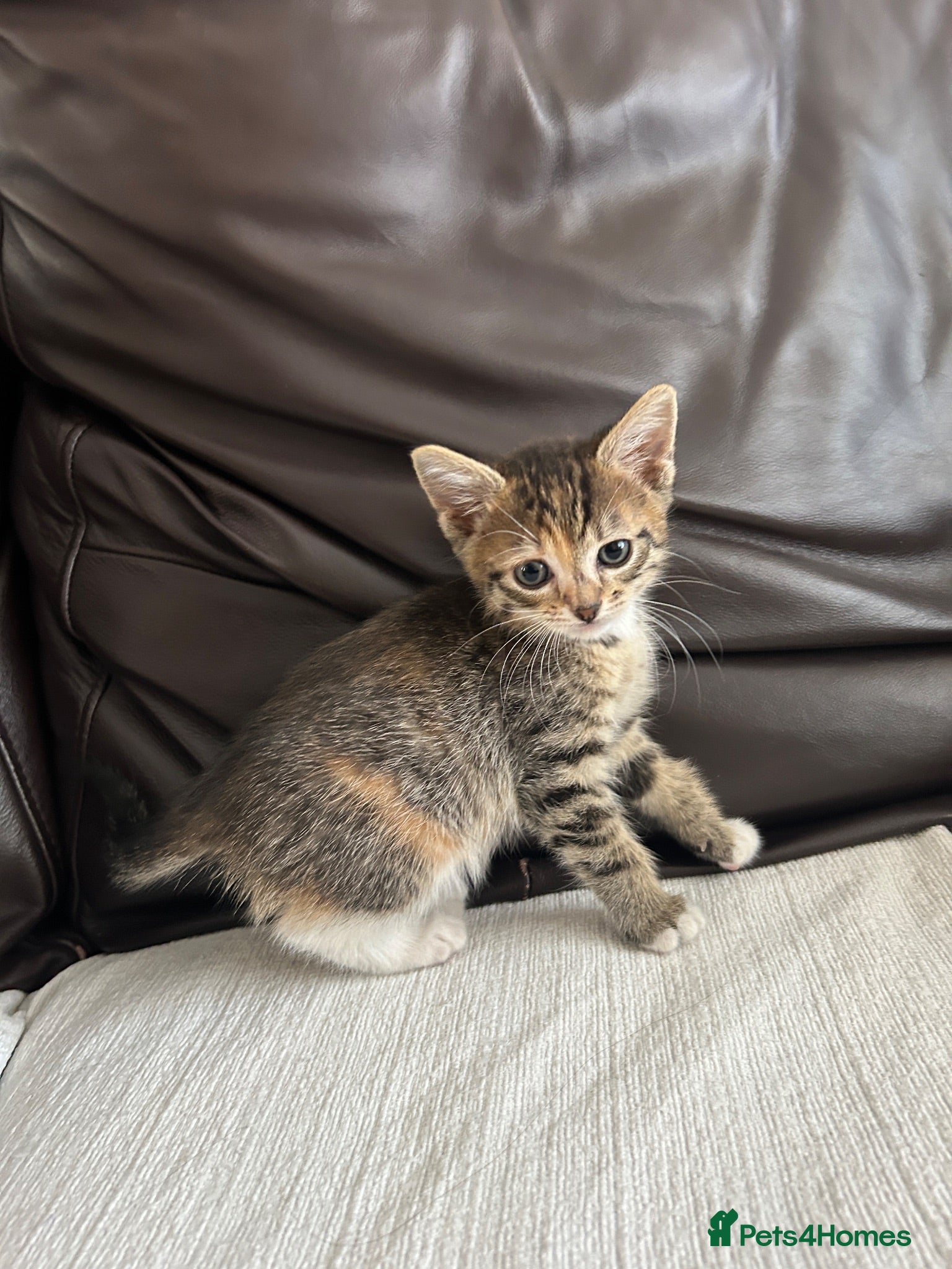 Mixed Breed cats Beautiful Kittens - Advert 13