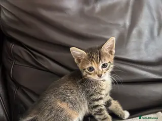 Mixed Breed cats Beautiful Kittens - Advert 13