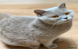 British Shorthair cats for sale: 7 British Shorthair Kittens TICA®️ – Import Lines - Image 34