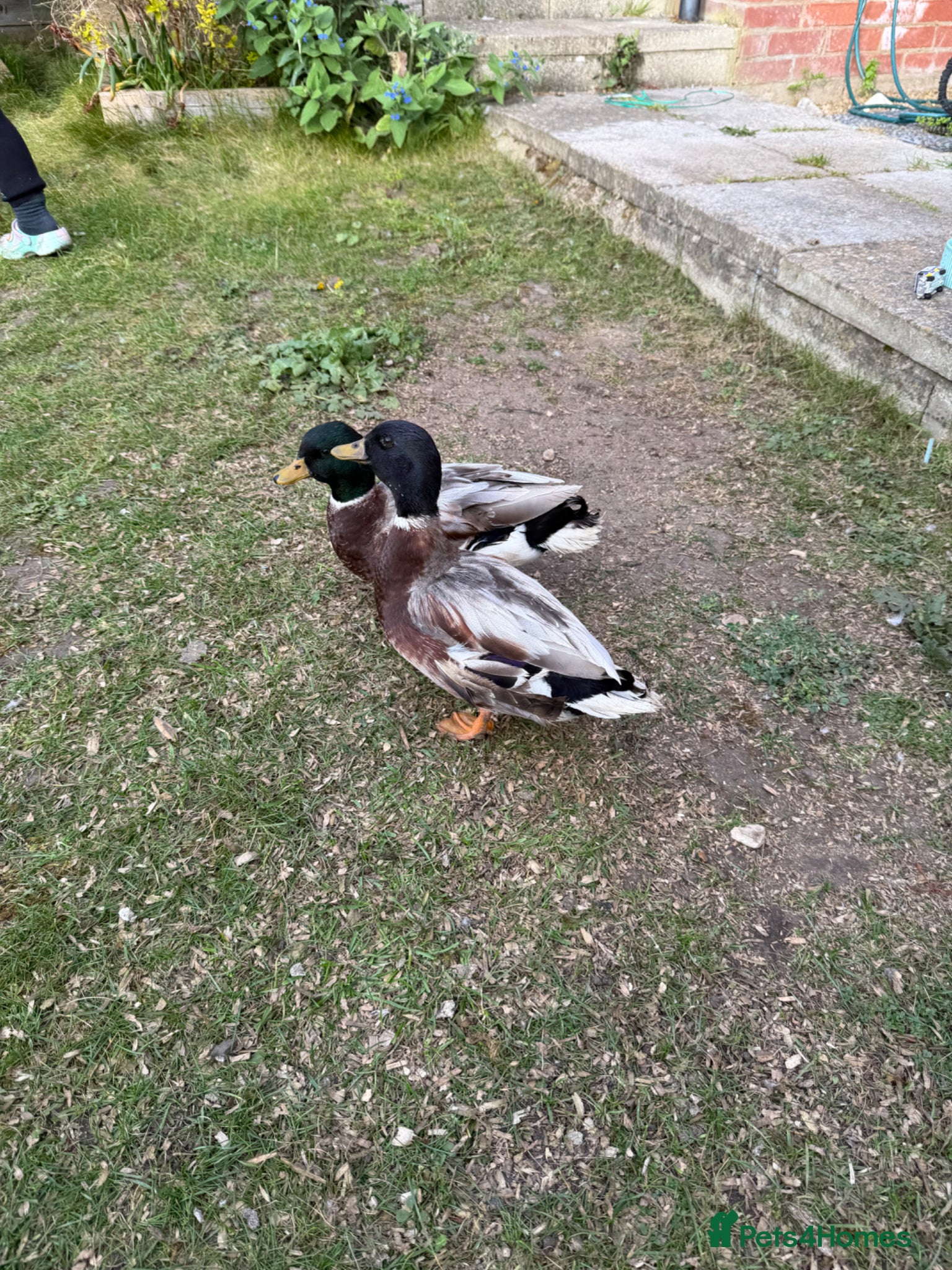 Mixed Breed birds 2x male call ducks - Advert 17