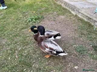 Mixed Breed birds 2x male call ducks - Advert 17