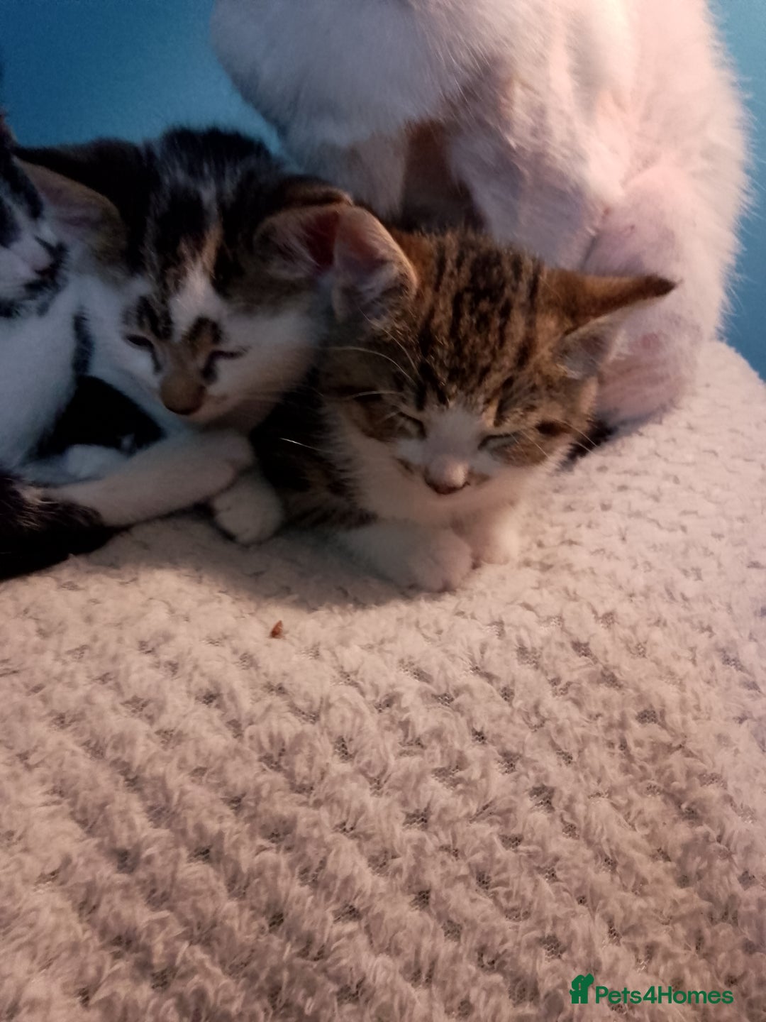 Mixed Breed cats for sale: Beautiful kittens  - Advert 21