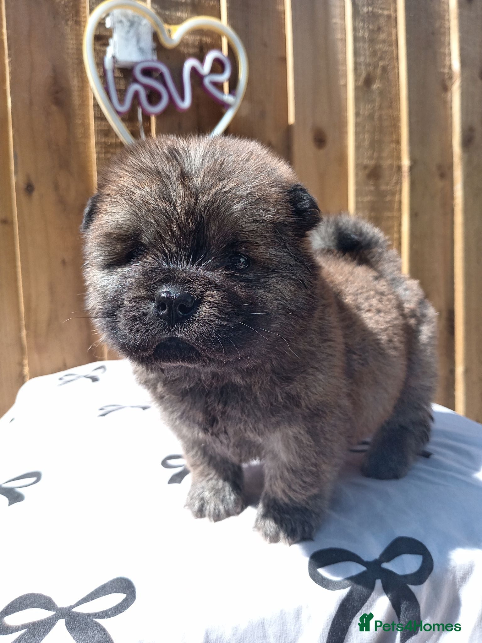 Chow Chow dogs 🐻❤️ 6 GORGEOUS KC REGISTERED CHOW CHOW PUPPIES 🐾 - Advert 8
