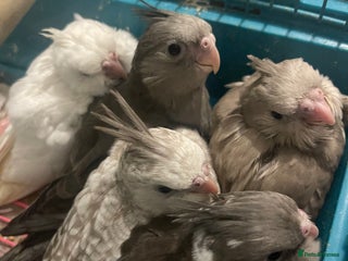 Cockatiels birds Hand reared fully tamed cocktails - Advert 1