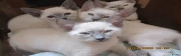 Siamese cats for sale: siamese kittens - Advert 9