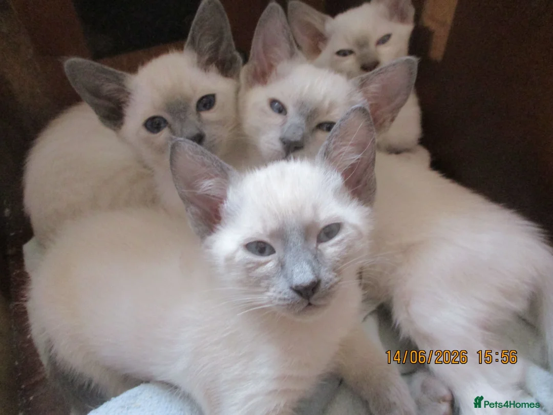 Siamese cats for sale: siamese kittens - Advert 9
