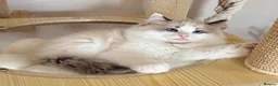 Ragdoll cats for sale: Show quality Ragdoll kittens from champion lines - Advert 21