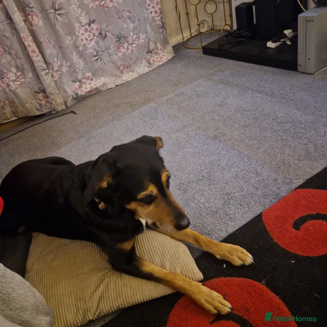 Mixed Breed dogs for sale: Summer is a Mixed breed dog - Advert 2