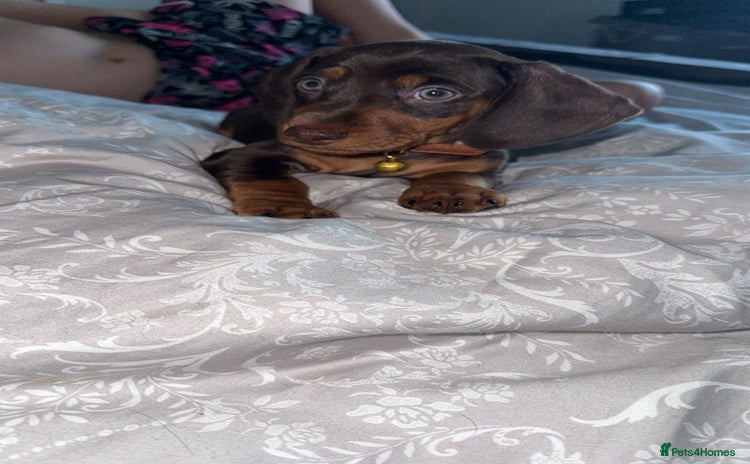 Miniature Dachshund dogs - Advert 2