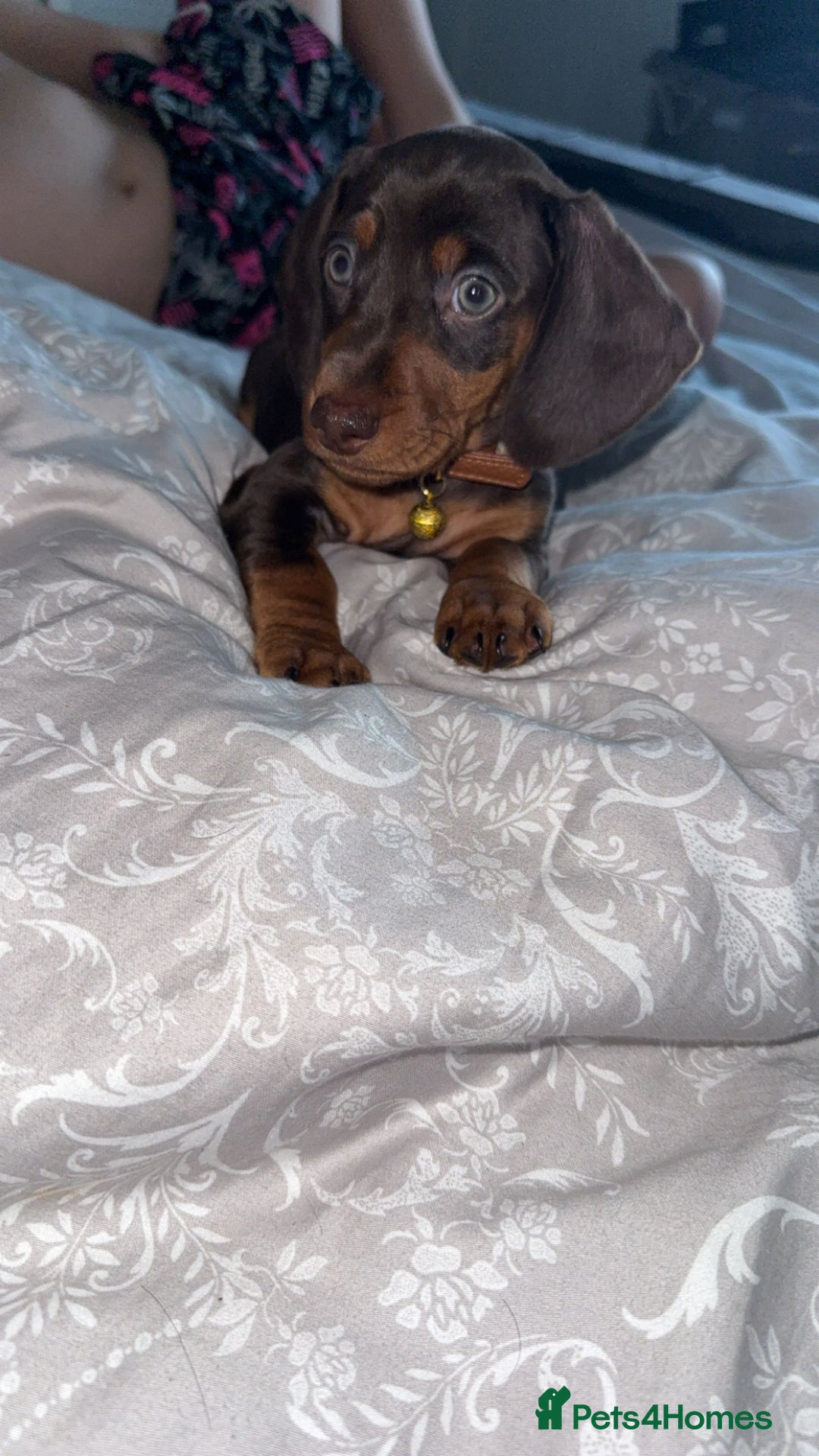 Miniature Dachshund dogs for sale: Dashhound puppy - Image 1