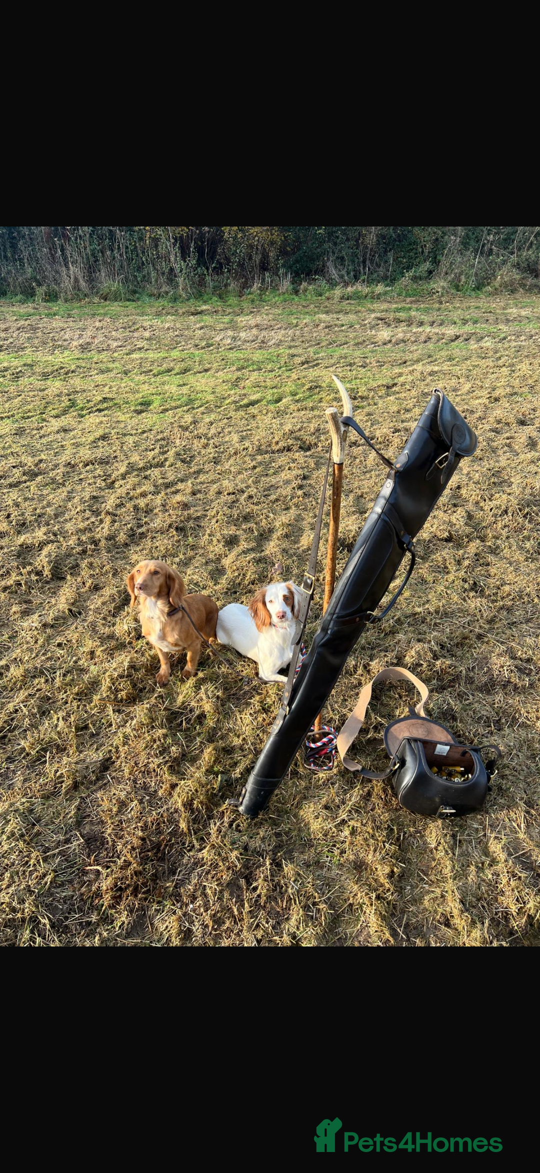 Cocker Spaniel dogs for sale: Quality KC registered FTC Working Cocker Spaniels - Image 11