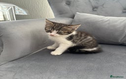 Mixed Breed cats for sale: Female kitty for sale - ready to leave  - Image 4