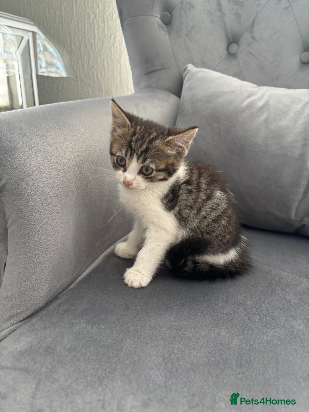 Mixed Breed cats for sale: Female kitty for sale - ready to leave  - Image 4