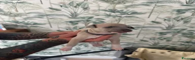 Mixed Breed 2