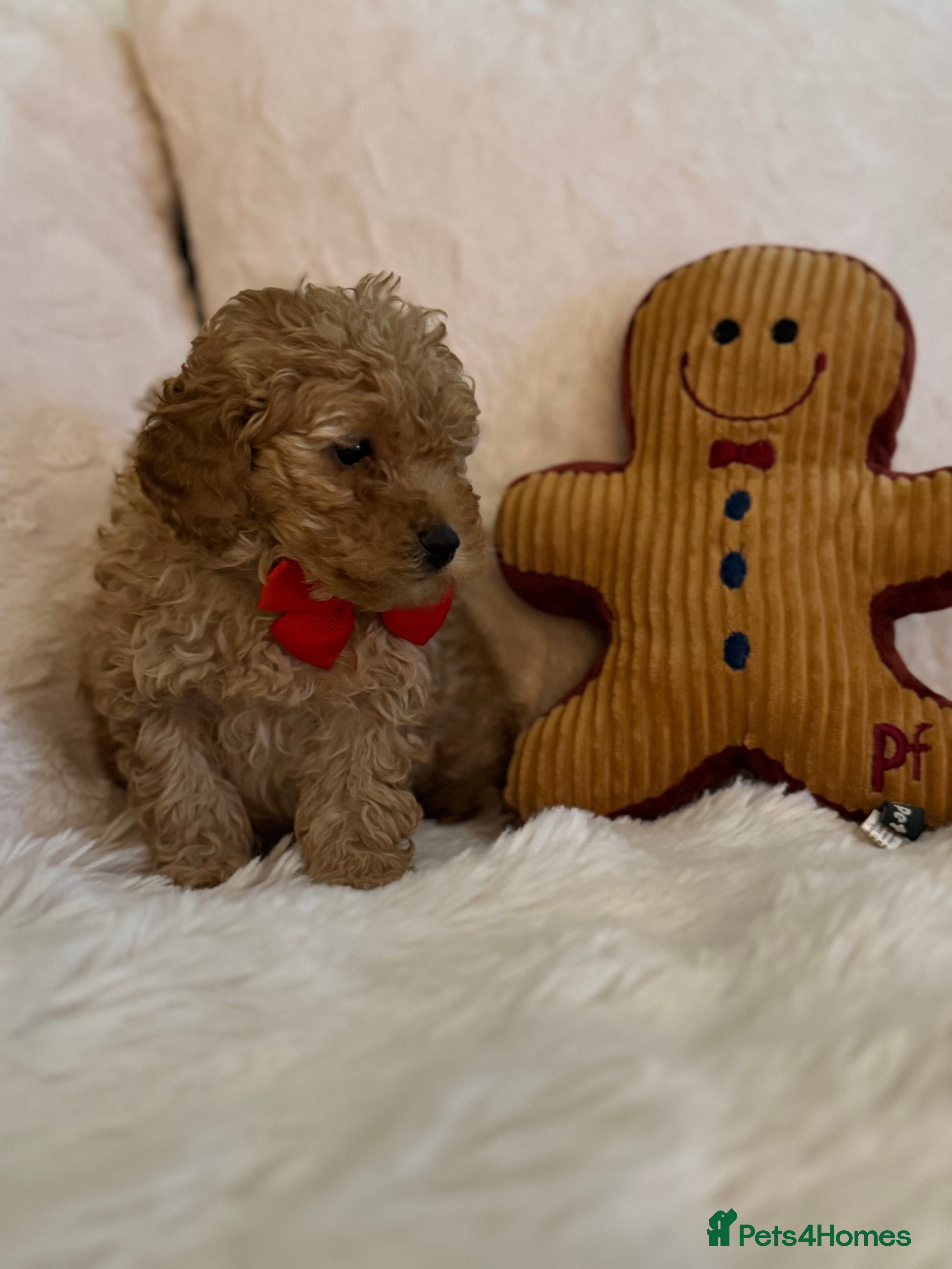 Mixed Breed dogs Toy Poodle  - Advert 1
