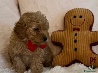Mixed Breed dogs Toy Poodle - Advert 1