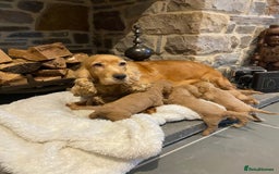 Cockapoo dogs for sale: Gorgeous litter of  F1 Cockapoo’s - Image 10