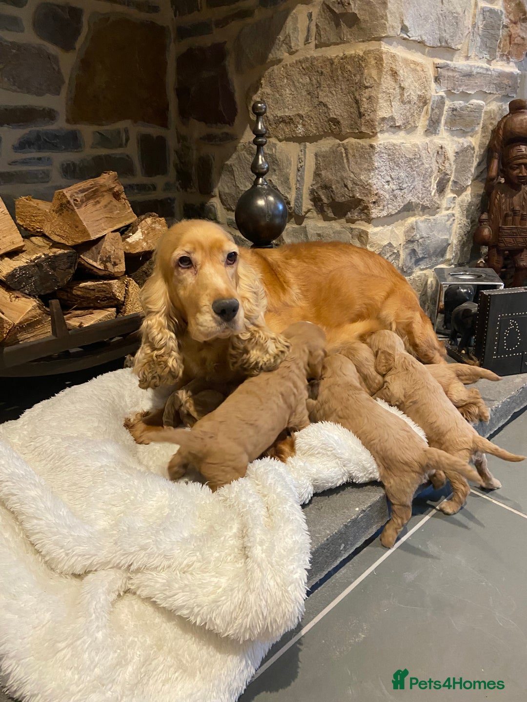 Cockapoo dogs for sale: Gorgeous litter of  F1 Cockapoo’s - Image 10